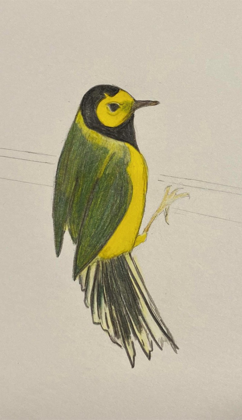 Artwork for Yellow Finch